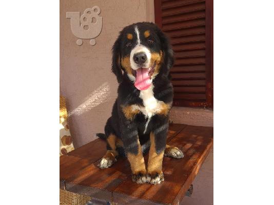 Θηλυκά σκυλιά βουνών Bernese